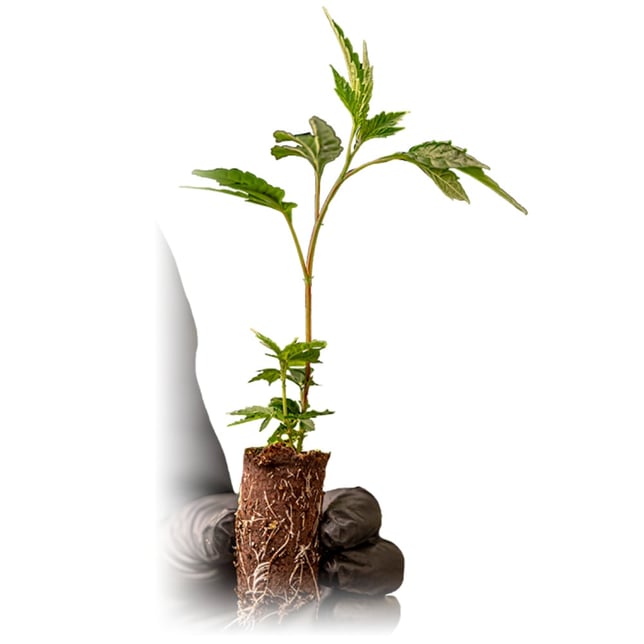 Gelato 33 - Image 1 Gelato 33 - Image 1