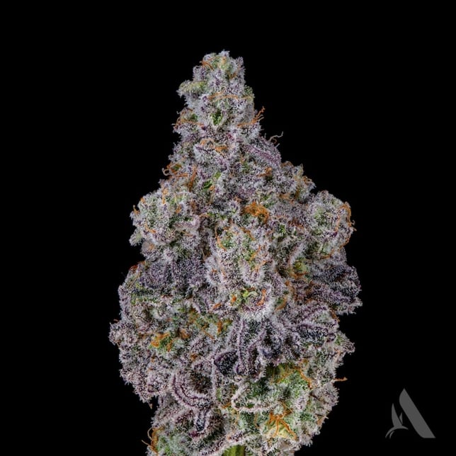 Affinity Grow - Mac 1 (H) Flower C0090000295 - Image 1 Affinity Grow - Mac 1 (H) Flower C0090000295 - Image 1