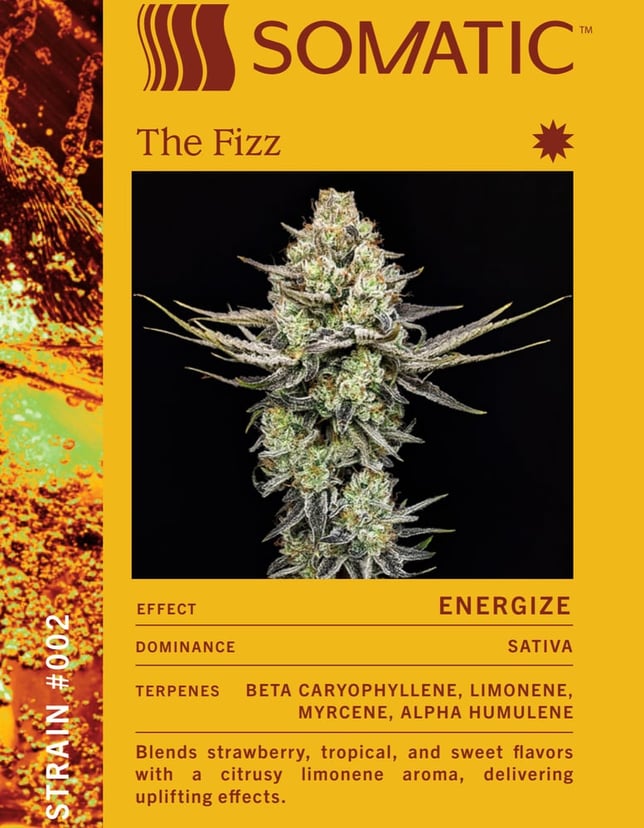 The Fizz - Image 1 The Fizz - Image 1