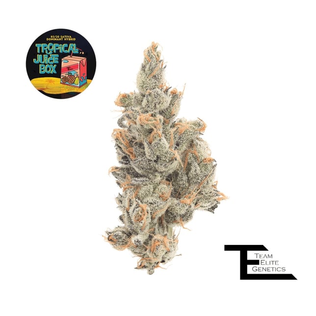 Tropical Juice Box - Image 1