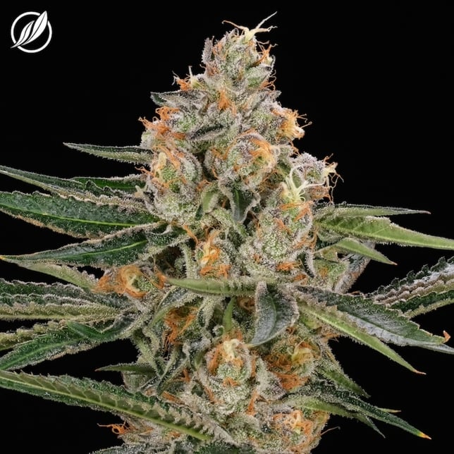 CTPharma - Deep Blue Gas (I) T21.64% Flower C0020025114 - Image 1