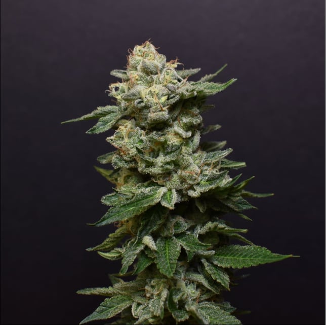Bacio Gelato - Image 1
