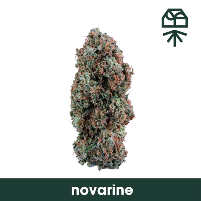 Grassroots - Novarine #1 Smalls - Image 2