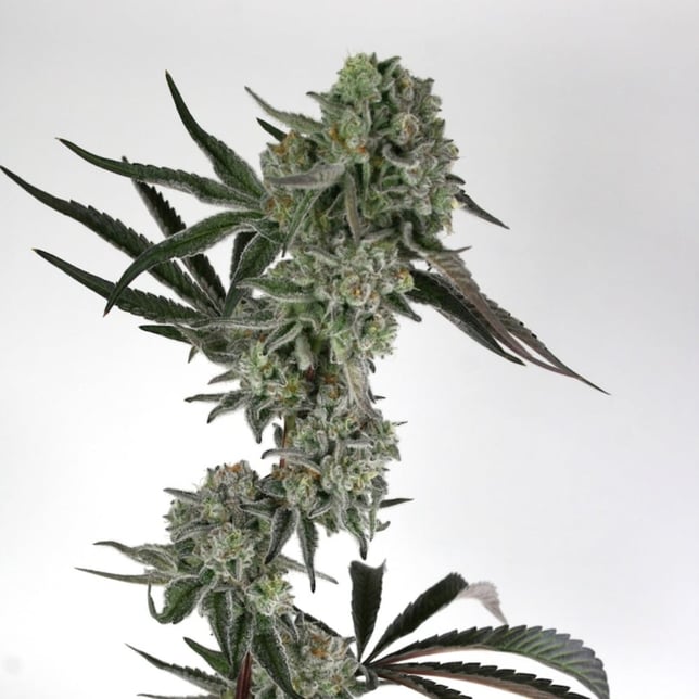 Gibby's Garden - Cap Junky Premium Flower - Image 1 Gibby's Garden - Cap Junky Premium Flower - Image 1