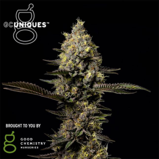 Good Chemistry - Grape Glacier Flower - Image 1 Good Chemistry - Grape Glacier Flower - Image 1