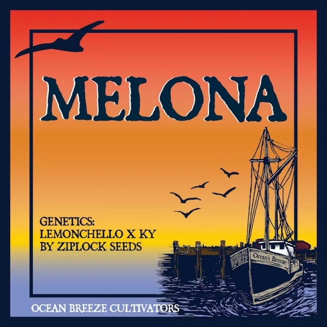 Shop Ocean Breeze Cultivators - Melona Flower *NP | Fine Fettle