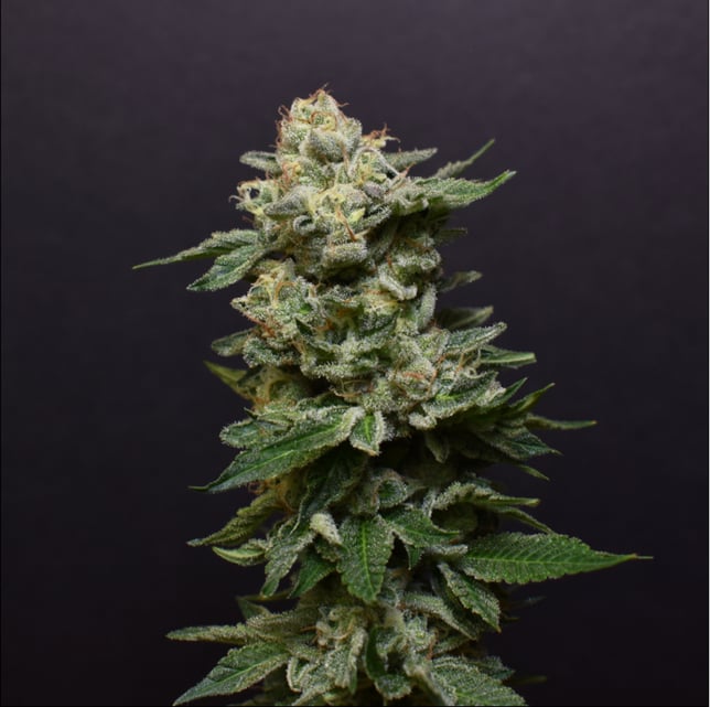 GMO - Image 1