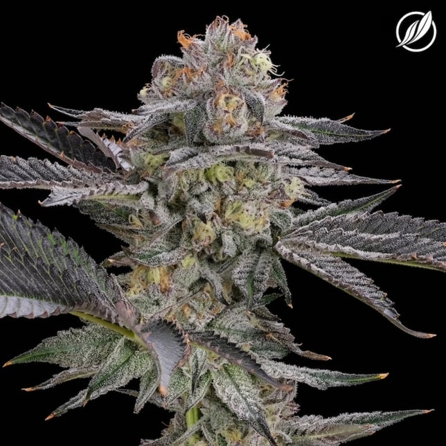 CTPharma - GMO Purps (I) T25.56% Flower C0020025112 - Image 1