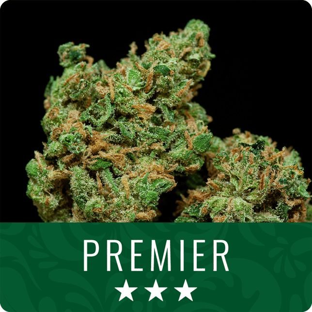 The Fizz - Image 1 The Fizz - Image 1