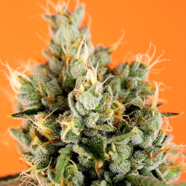 SFV OG - Image 4 SFV OG - Image 4