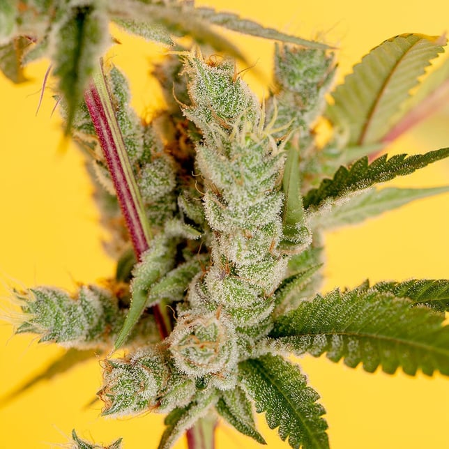 Banana OG - Image 2 Banana OG - Image 2