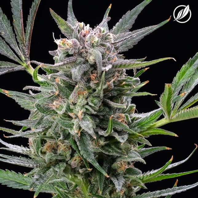 CTPharma - Blue Sky Haze 1:1 Flower C0020025560 - Image 1 CTPharma - Blue Sky Haze 1:1 Flower C0020025560 - Image 1