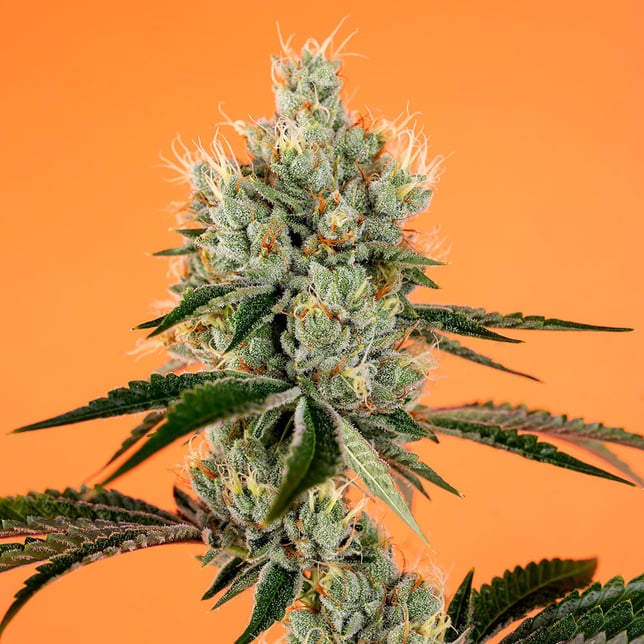 SFV OG - Image 5 SFV OG - Image 5