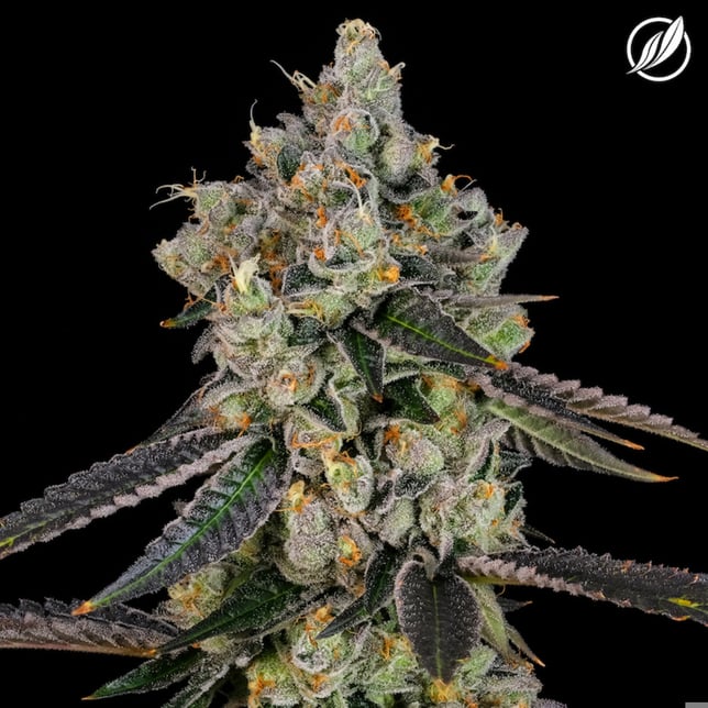 Sunny Stomper Flower T27.84% H 22278 (CTPharma) - Image 1 Sunny Stomper Flower T27.84% H 22278 (CTPharma) - Image 1