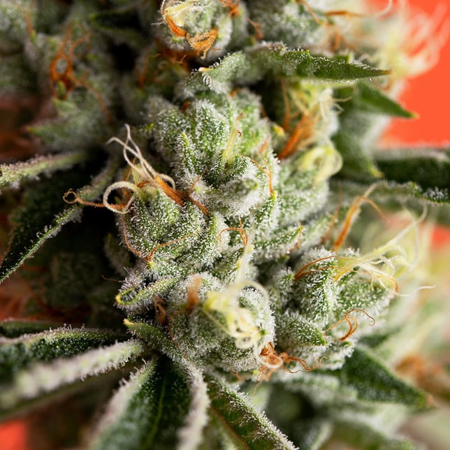 SFV OG - Image 7 SFV OG - Image 7