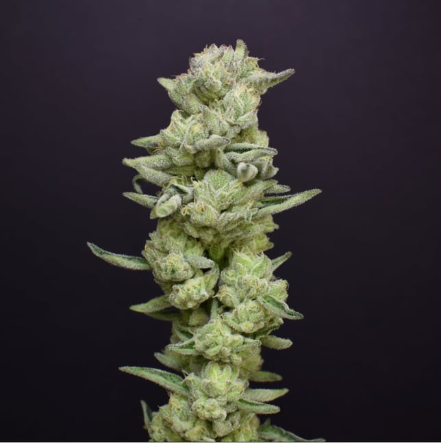 Animal Face Kush Mints - Image 1 Animal Face Kush Mints - Image 1