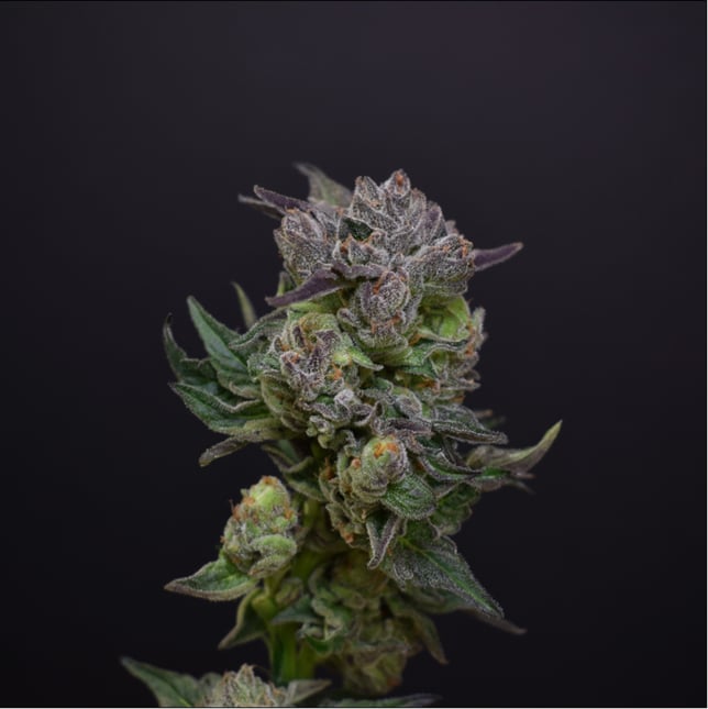 Gushers x Gelato 41 #10 - Image 1