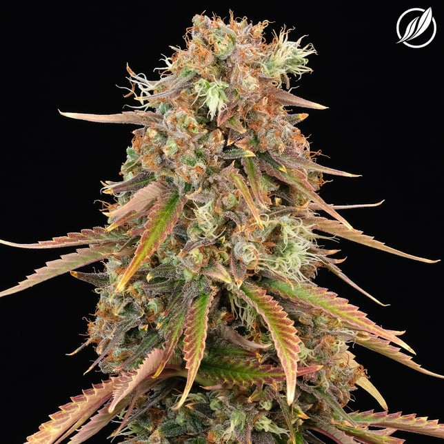 Black Haze Flower T19.34% S 21581 (CTPharma) - Image 1 Black Haze Flower T19.34% S 21581 (CTPharma) - Image 1