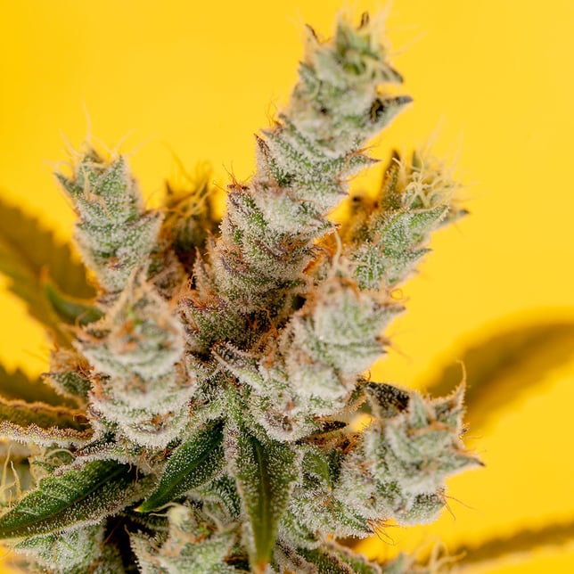 Banana OG - Image 3 Banana OG - Image 3