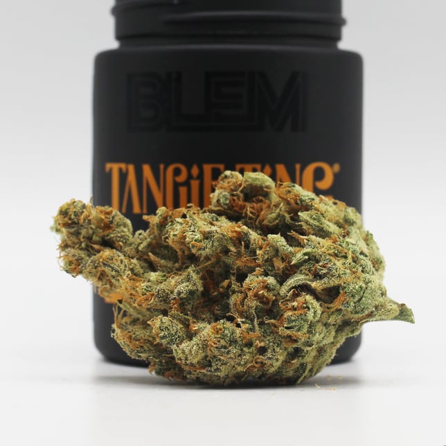 Tangie Ting - Image 1
