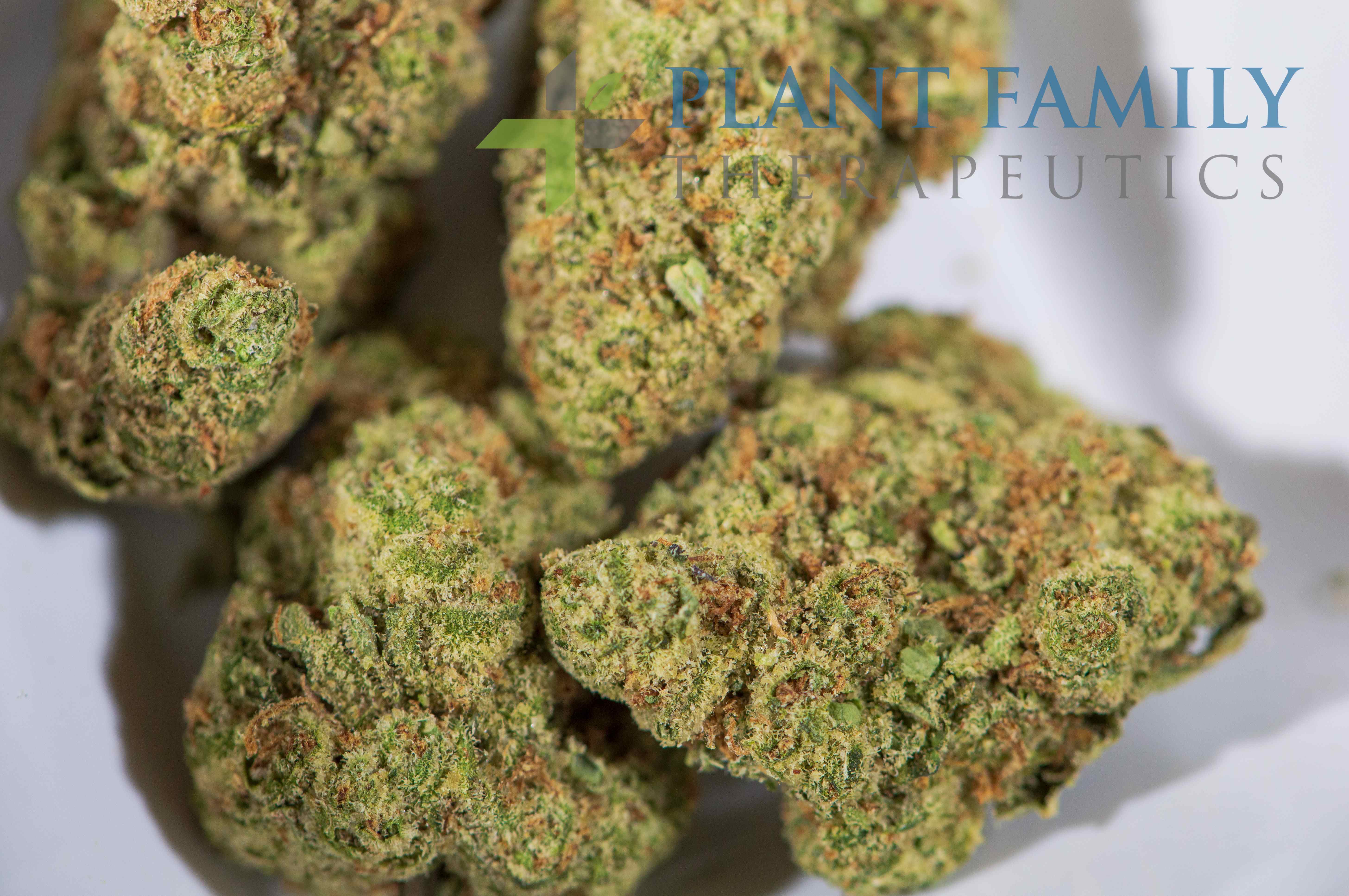 Shop Super Lemon Haze | Plant Family Therapeutics Dispensary