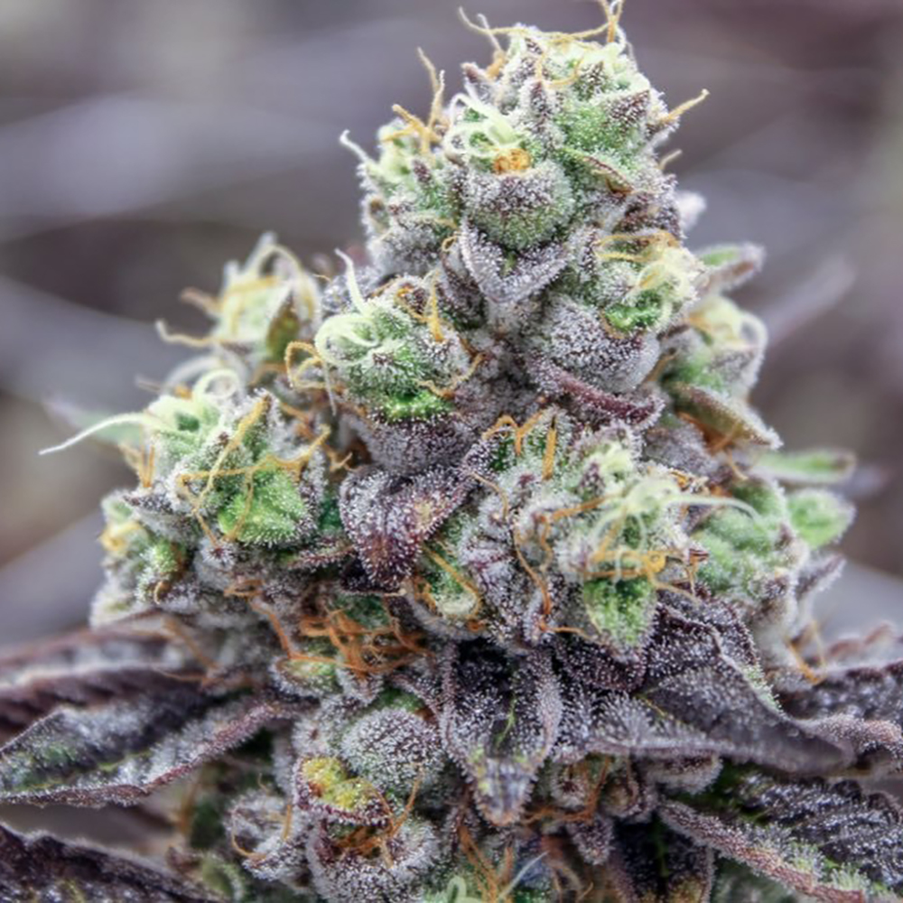 Trophy Wife Phat Panda Platinum Line Jane