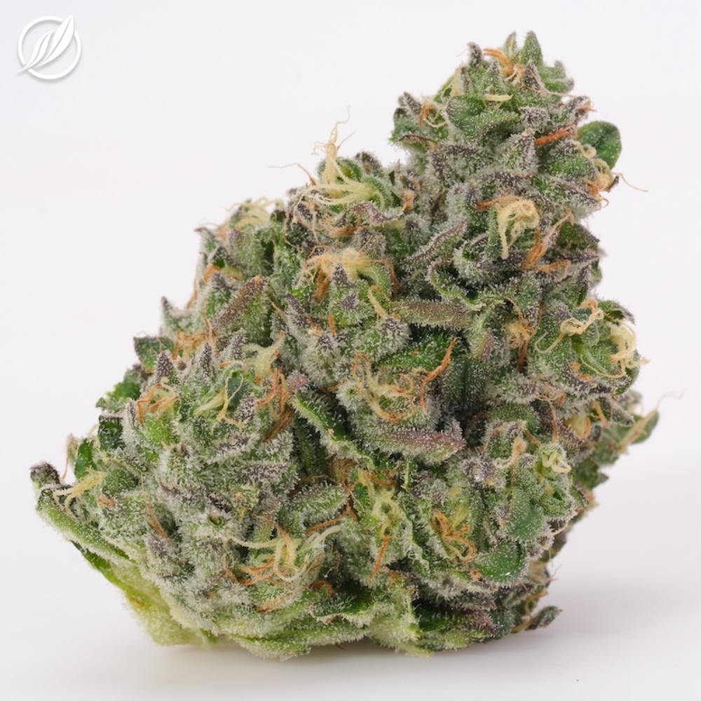Shop Cold Bubba Kush Flower SC - MED T30.85% H 22679 (CTPharma