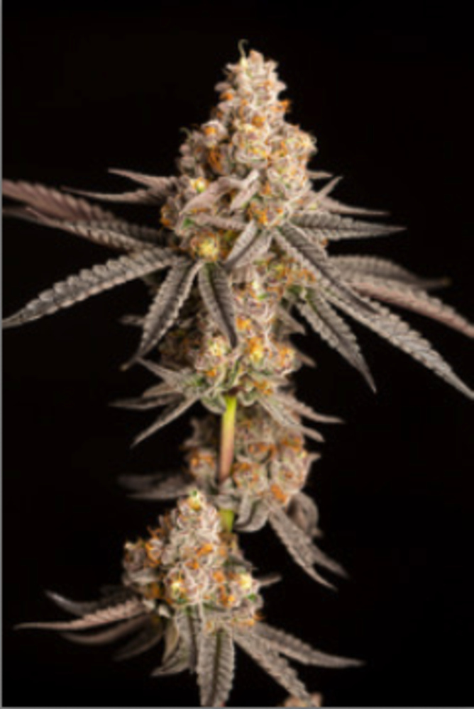 Lemon Cherry Sherbert