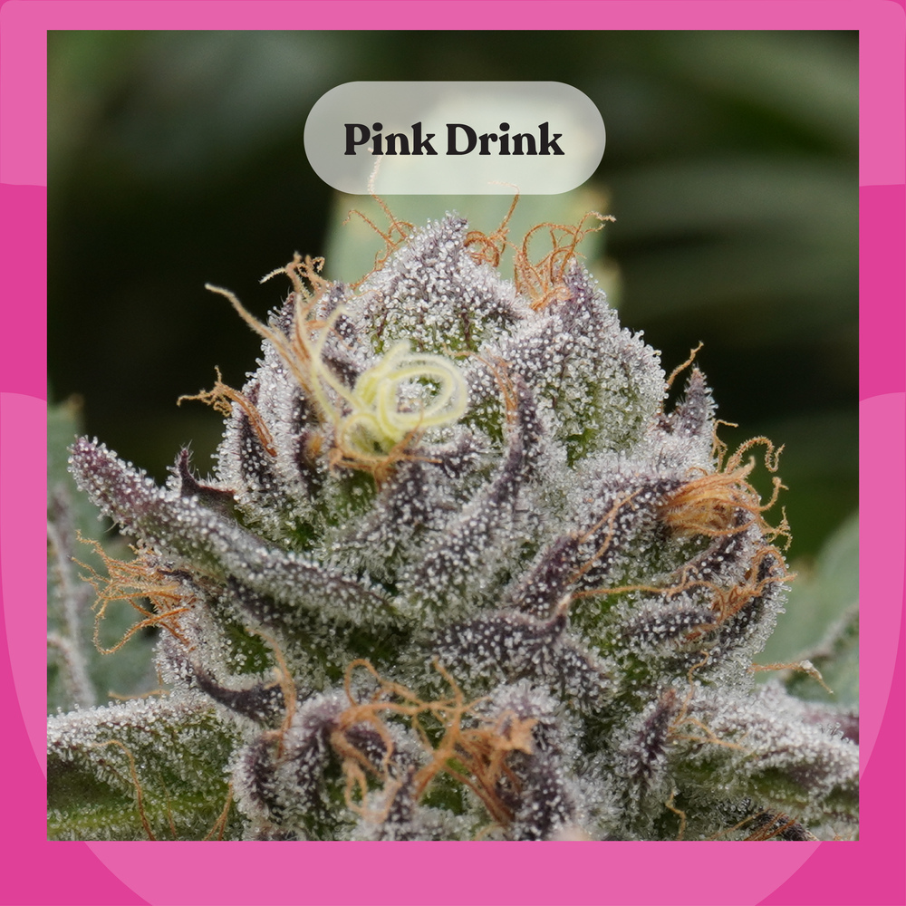 Pink Drink