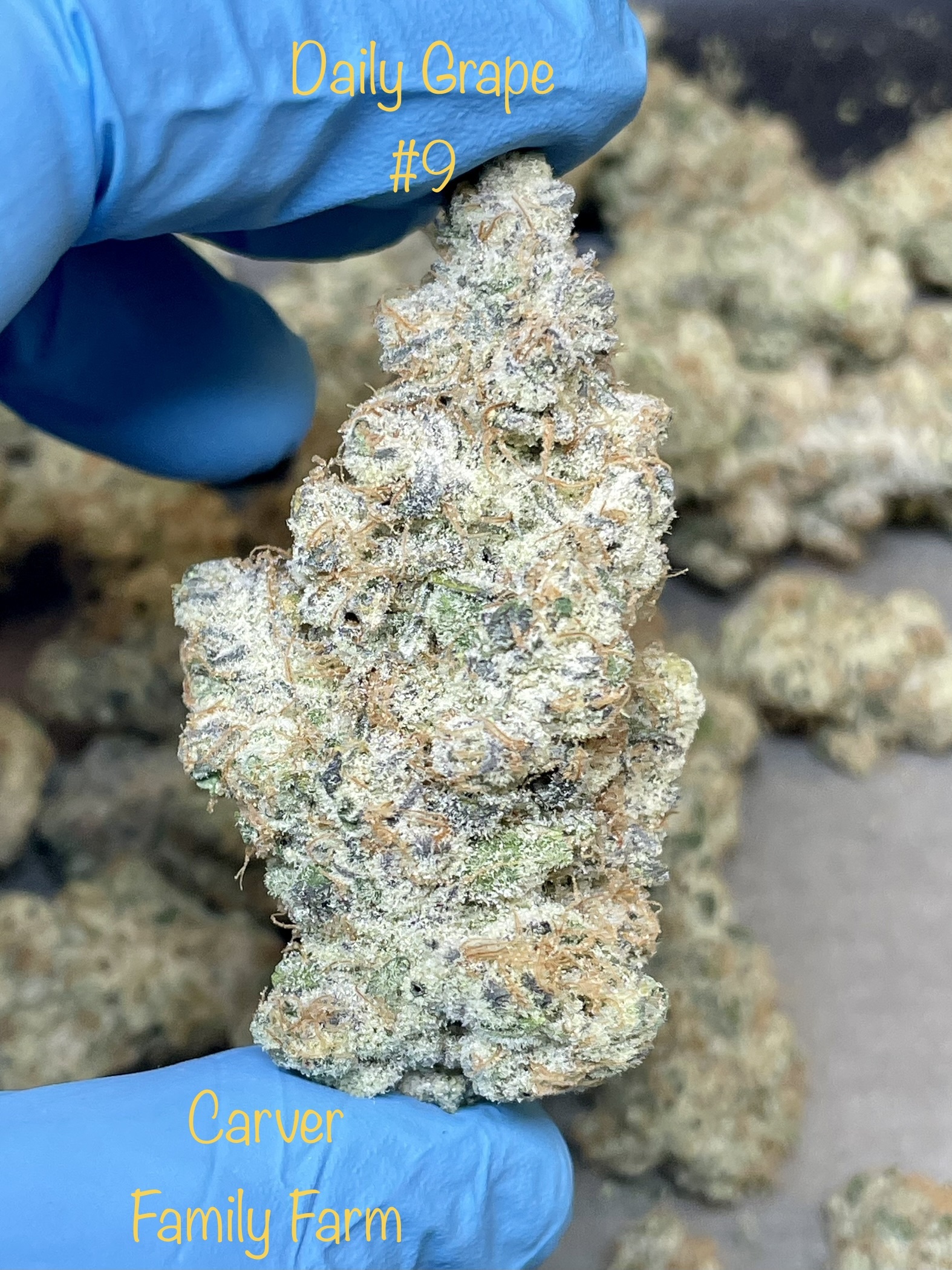 Daily Grape #9