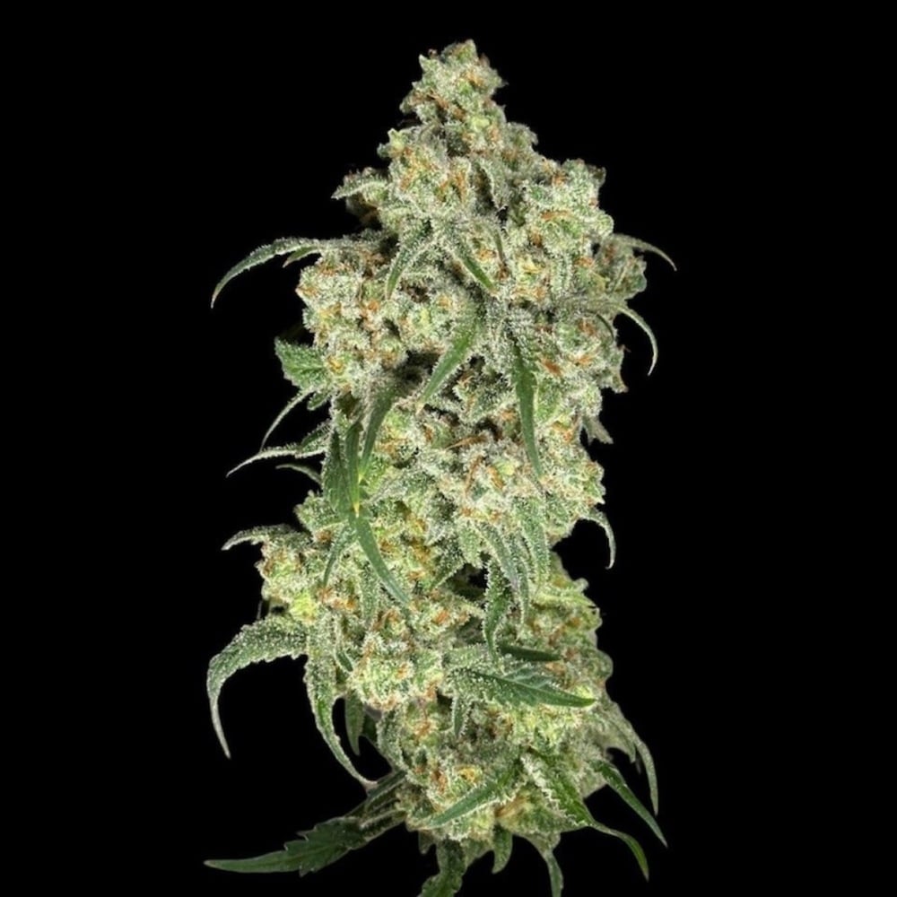 Gibby's Garden - Trainwreck Arcata Premium Flower Gibby's Garden - Trainwreck Arcata Premium Flower