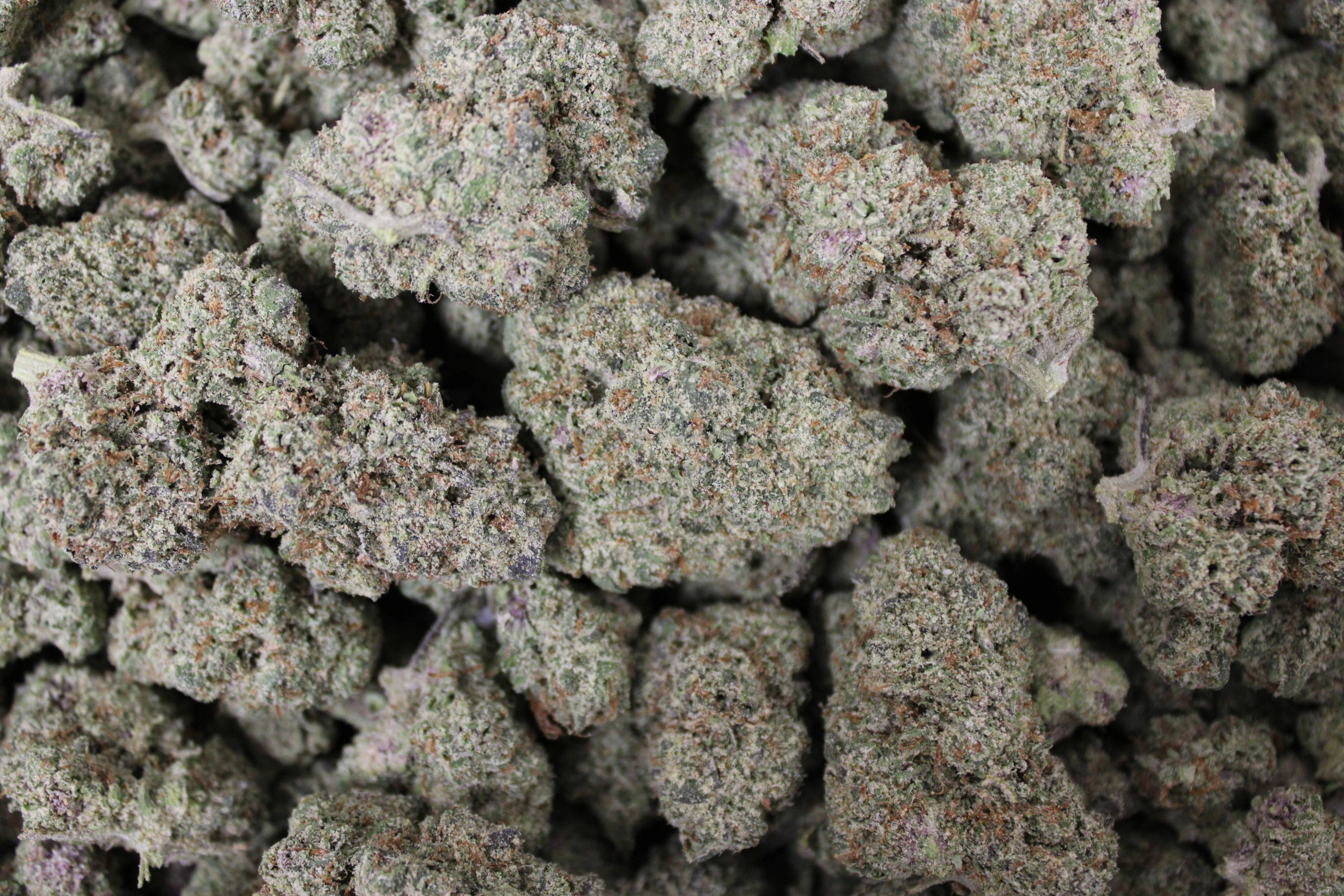Kind Care - Watermelon Rush - Bulk Flower - Sativa