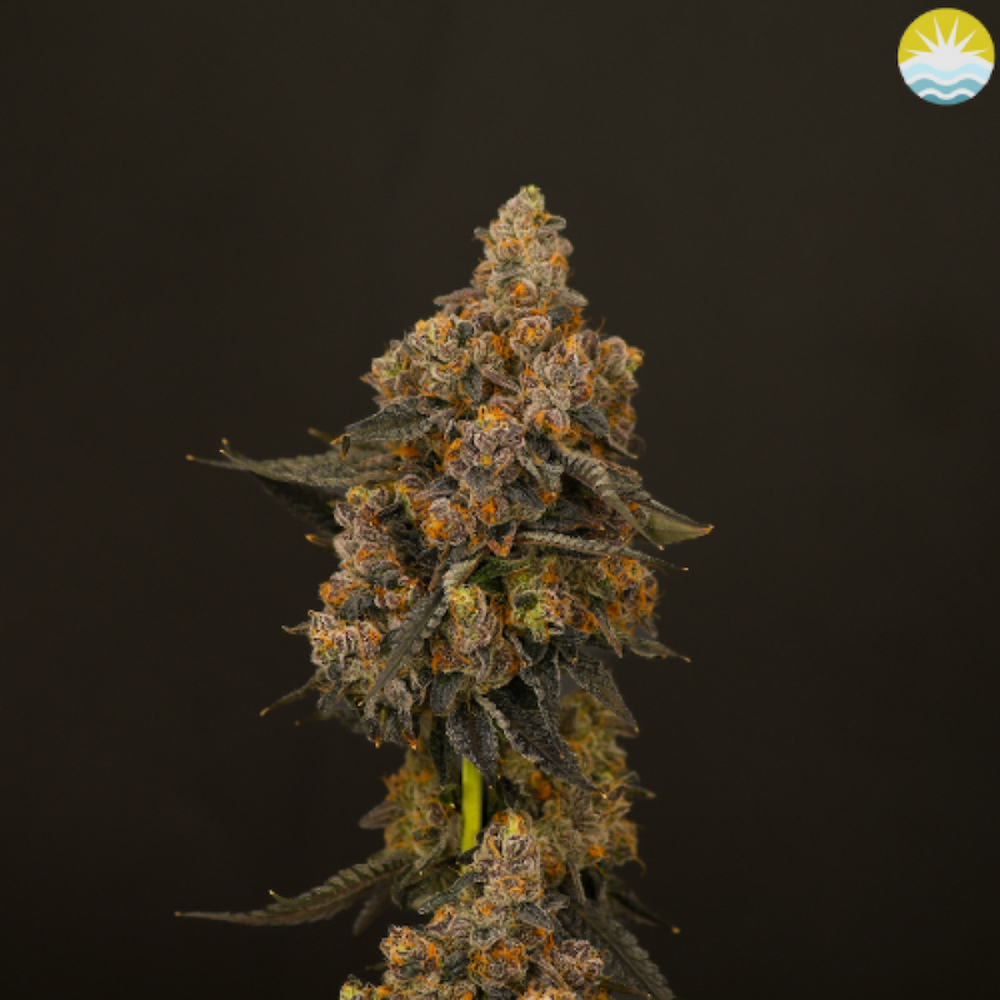 Baked Beans - Jungle Sunset Flower