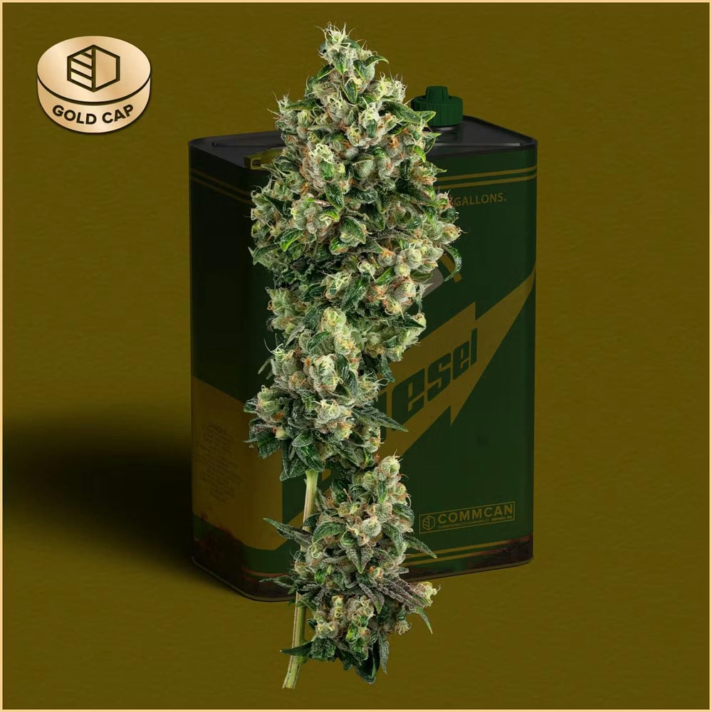 Sour Diesel |3.5g| - REC - 3.5g - Packed
