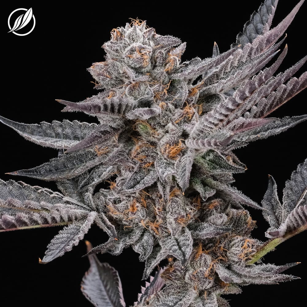 CTP GMO Flower 23.42% I 26444 3.5g - 1/8oz in Montville