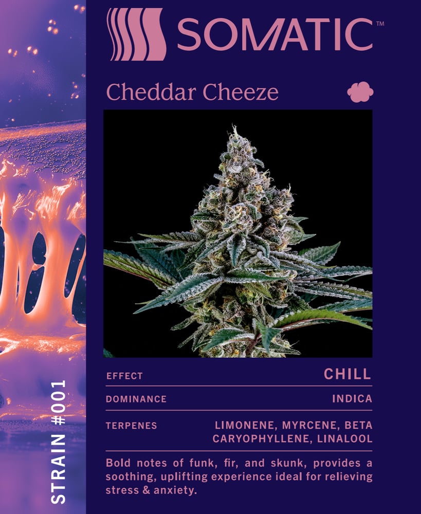 Cheddar Cheeze [56g]