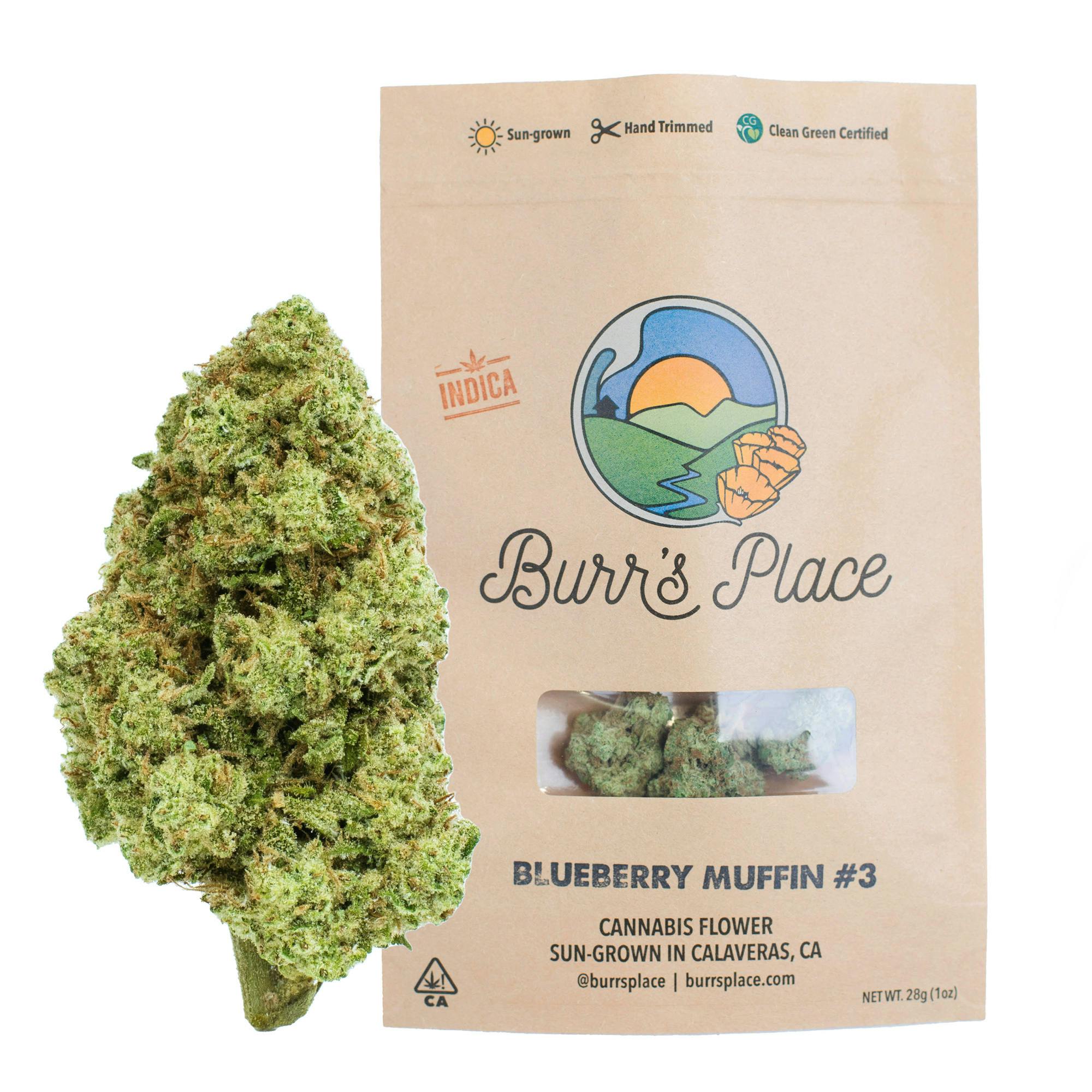 Blueberry Muffin