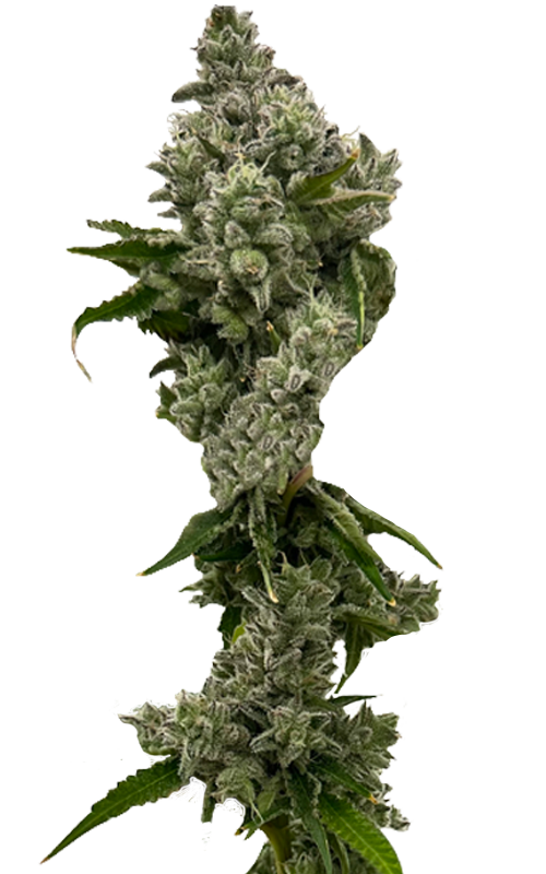 Sour Papaya