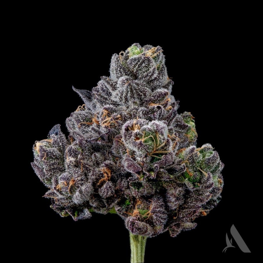 Plants loversnow flex mutation Sharing the love… my flex 🍃 | Facebook