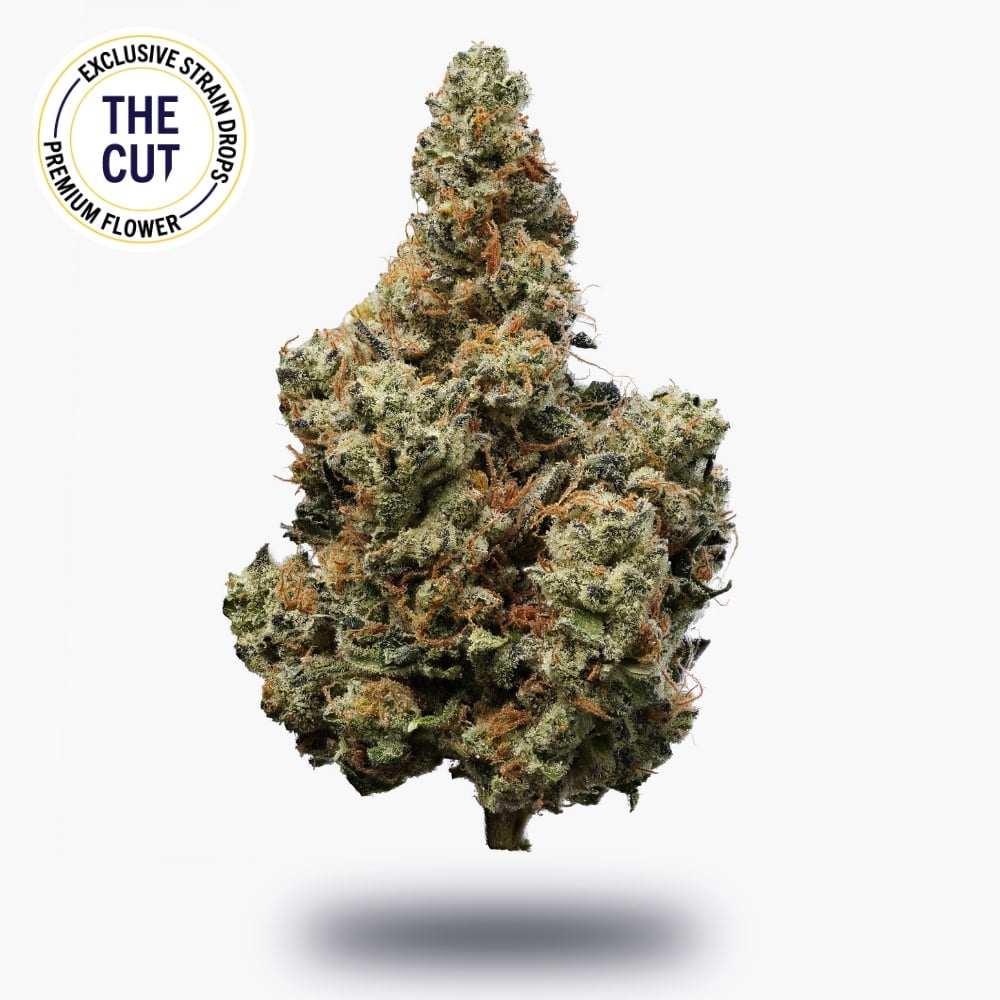 Vanilla Gorilla