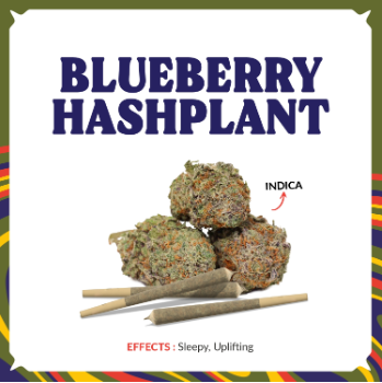 BBH Awssom Pre-Roll | T20.16 | 00033 | "