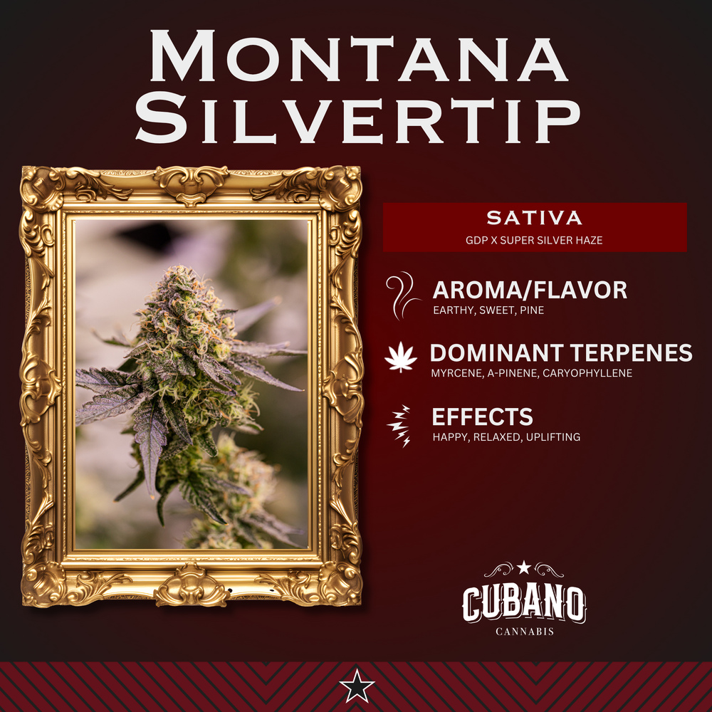 Montana Silvertip - 1/8oz in Saint Charles
