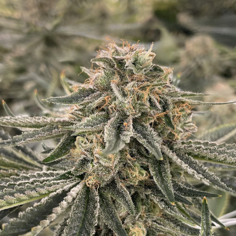 CRDB70%マウイワウイ×マンダリンクッシュ Shop Kush Mintz | Maui Grown Therapies - Kihei Dispensary Kihei, HI