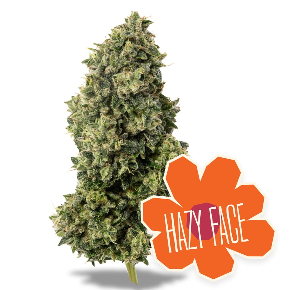 Hazy Face Hazy Face