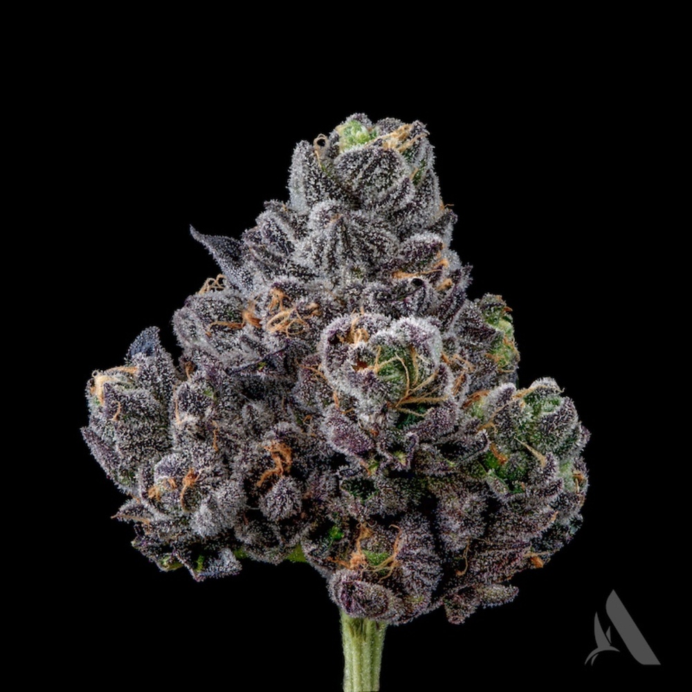 Plants loversnow flex mutation Cryptic variation fuels plant phenotypic change through