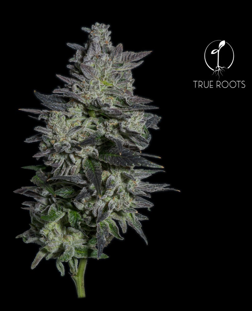 Grape Gas