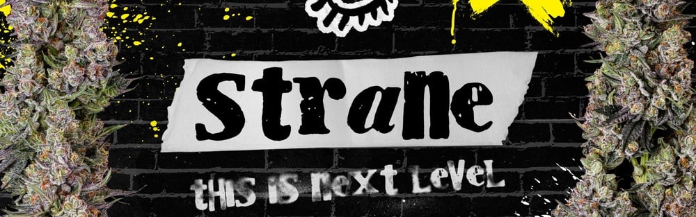 All Holistic Products 31% Off special