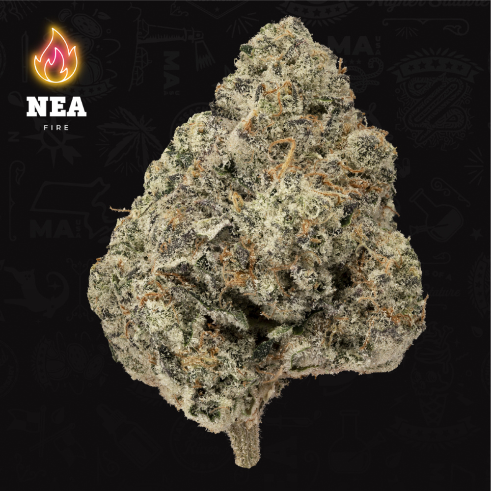 NEA Fire - Mexican Flambe Flower