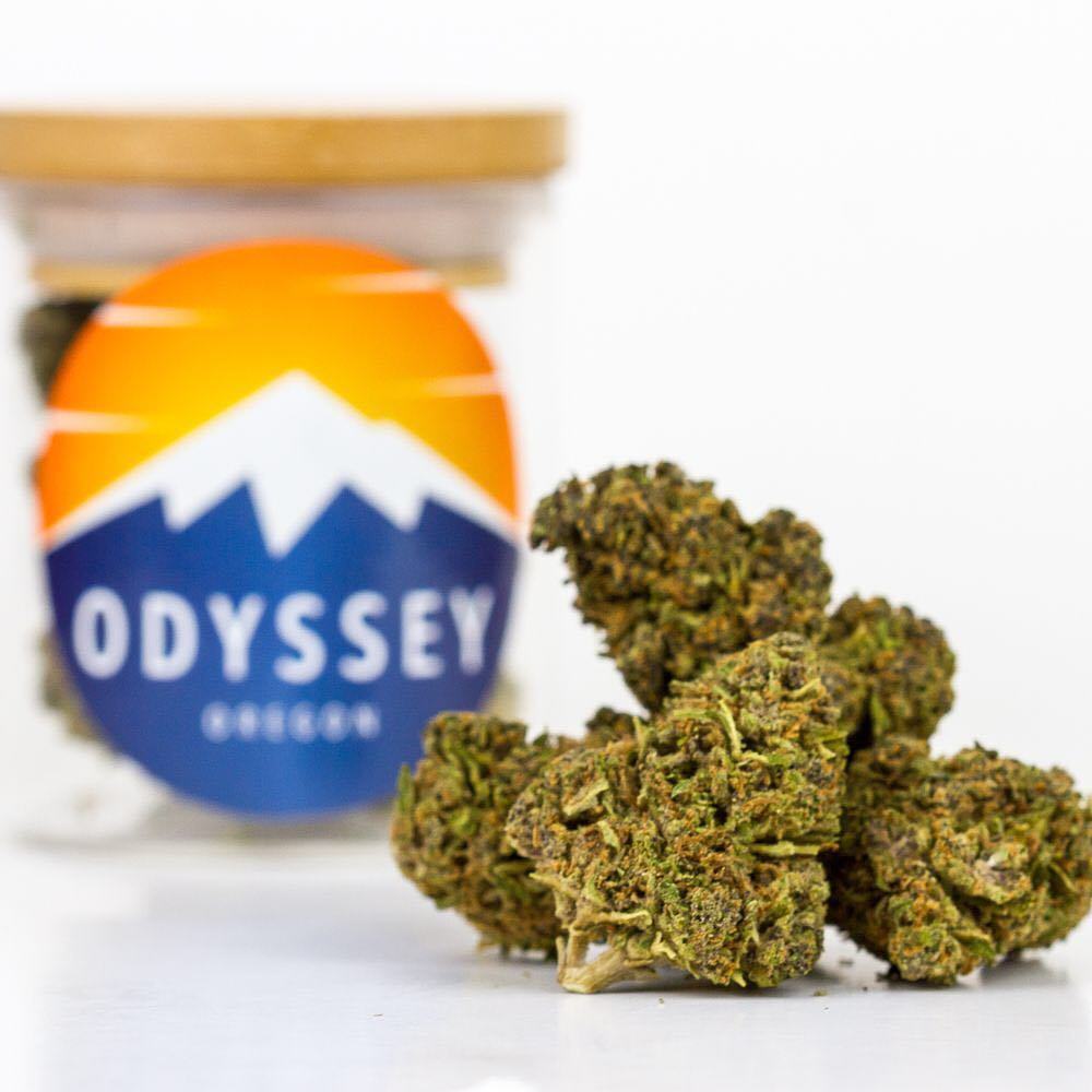 Powdered Donuts Odyssey Jane