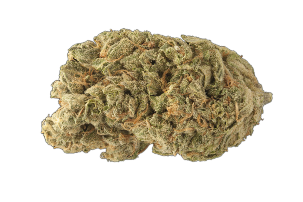 Great White Shark